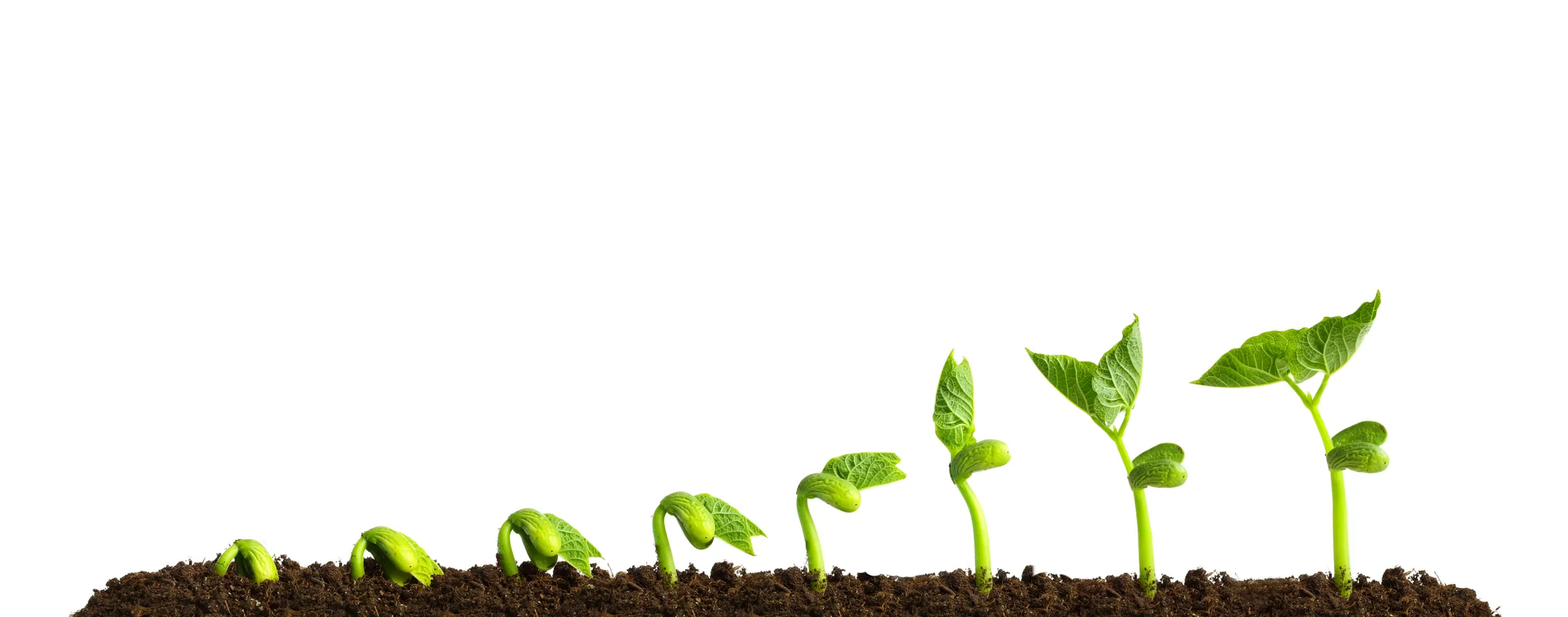 Seedlings in a row, each stage taller than the last